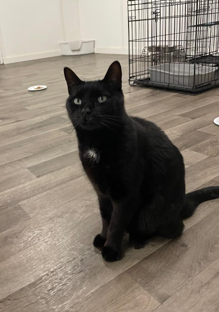 Tolkien Aka Midnight