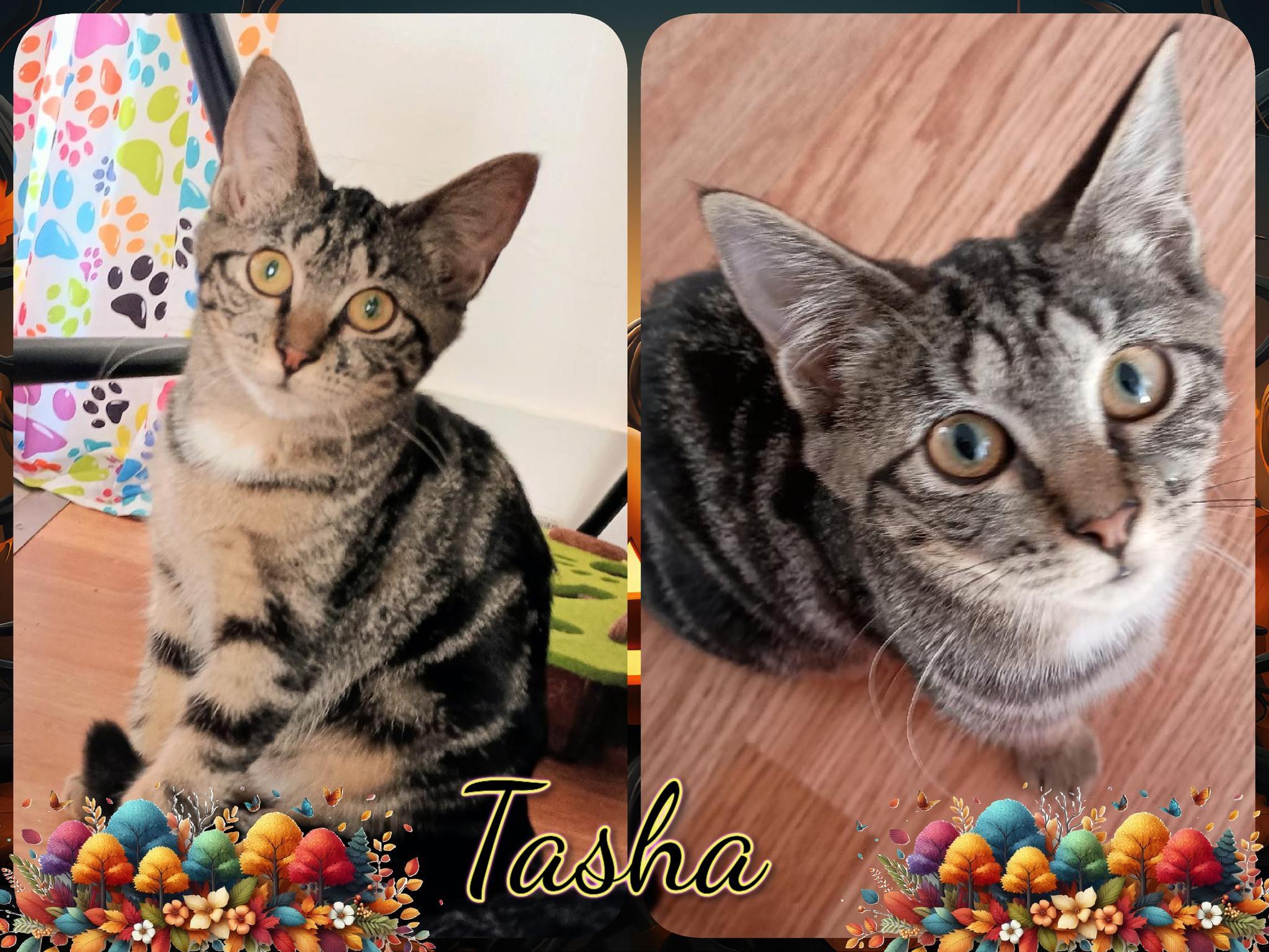 Tasha