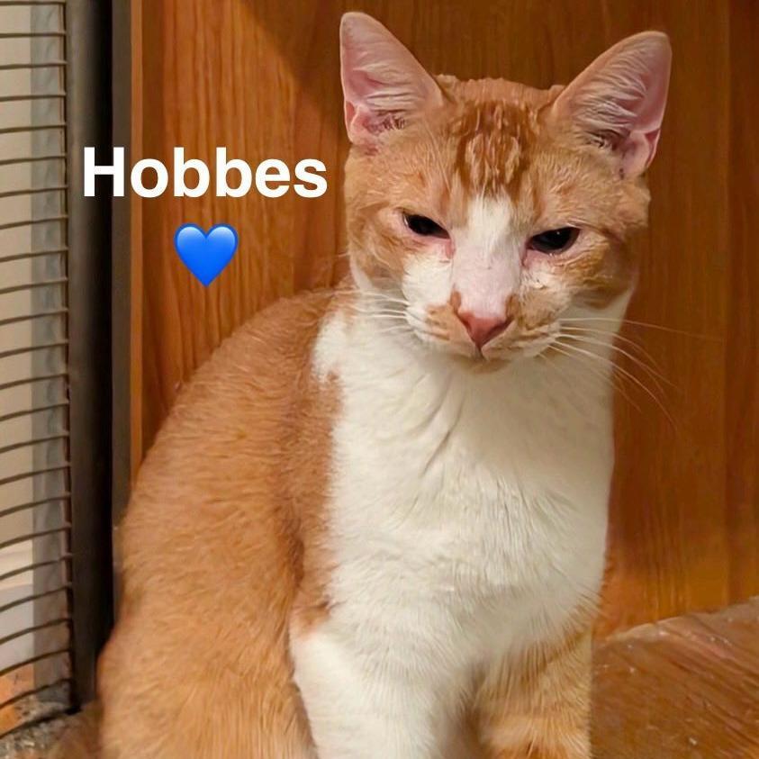 A young small-sized male Orange / Red Domestic Medium Hair cat named Hobbes for adoption in Peachtree City, GA