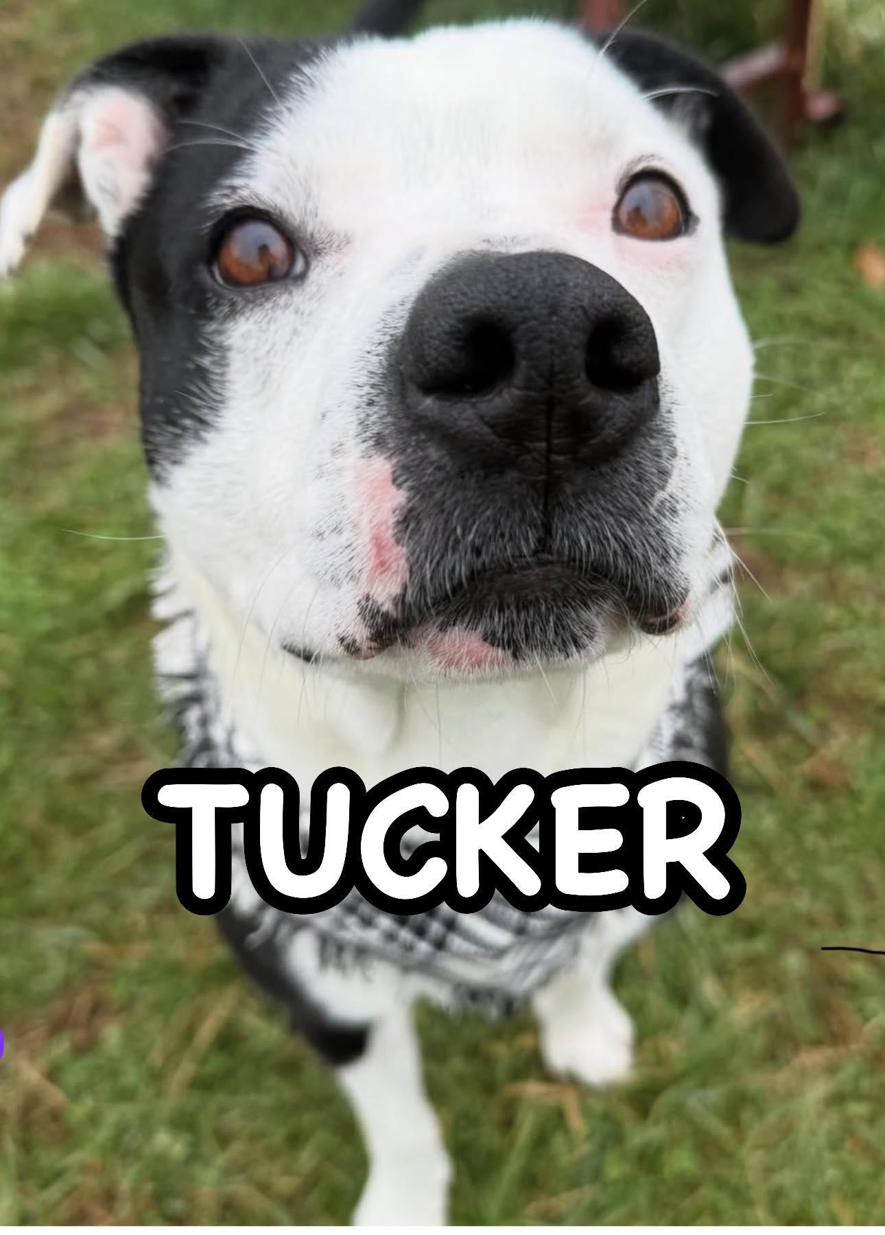 Tucker