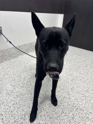 An adult large-sized male German Shepherd Dog dog named Sir Falcon for adoption in Atlanta, GA