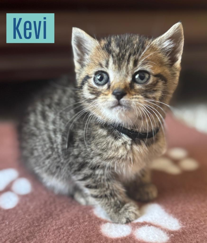 Kevi