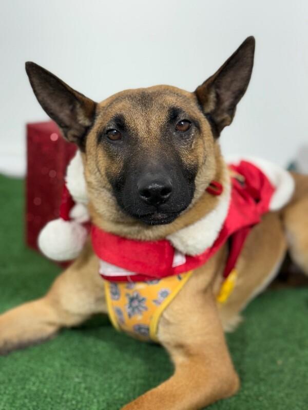 A young medium-sized female Brown / Chocolate Belgian Shepherd / Malinois dog named Dove for adoption in Carlsbad, CA