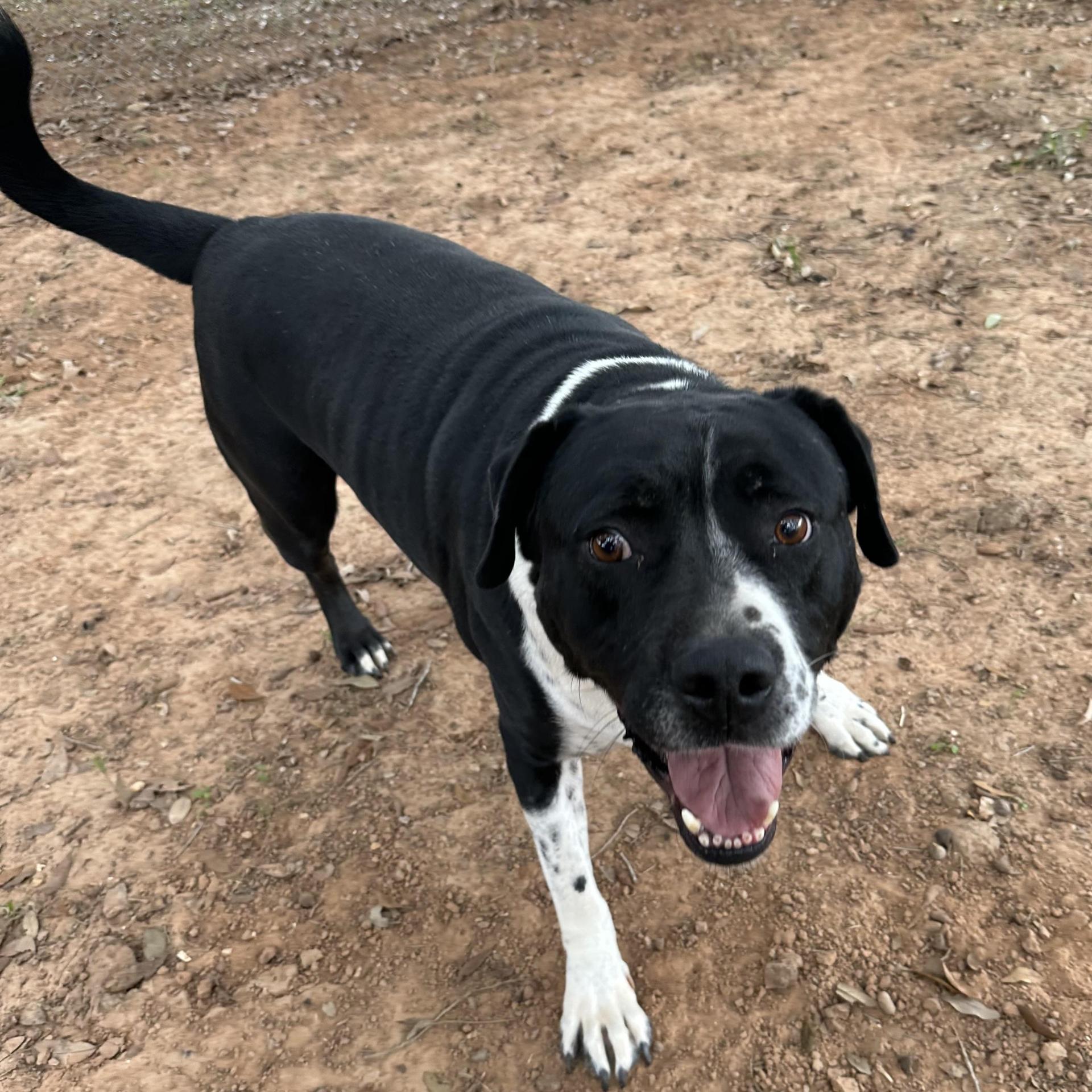 An adult large-sized male Mixed Breed dog named Ritchey Roo for adoption in Spring, TX