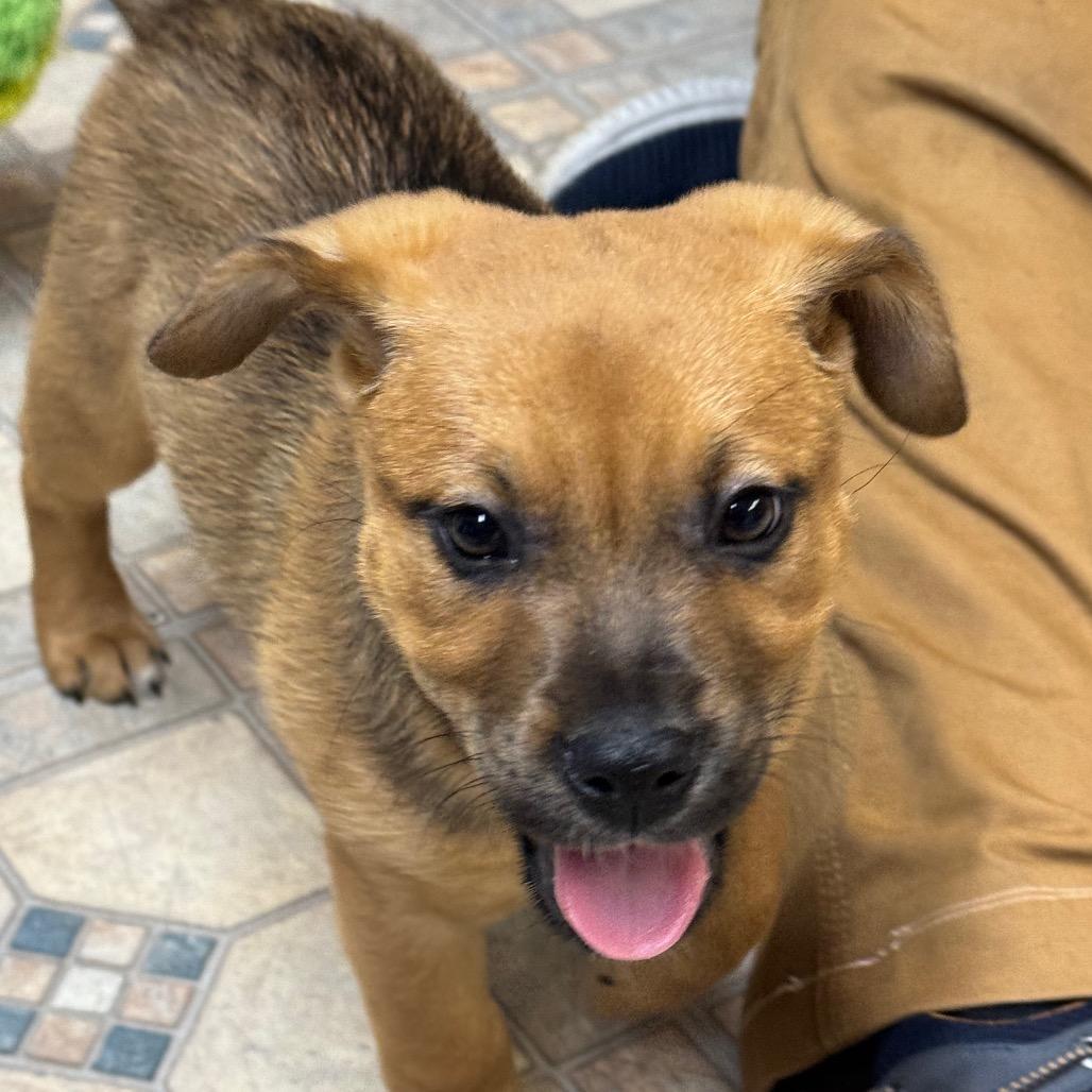 A baby large-sized female Yellow / Tan / Blond / Fawn Boxer dog named Ny Strawberry Shortcake Avail for adoption in Eastford, CT