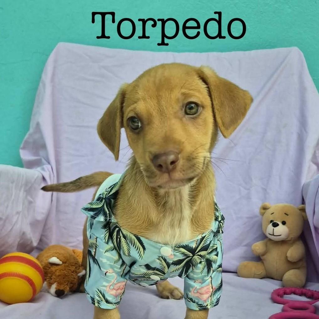 Torpedo