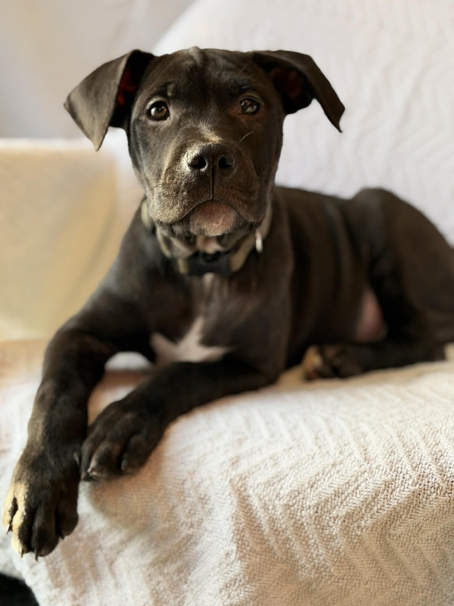 Rolly The Bully Puppy