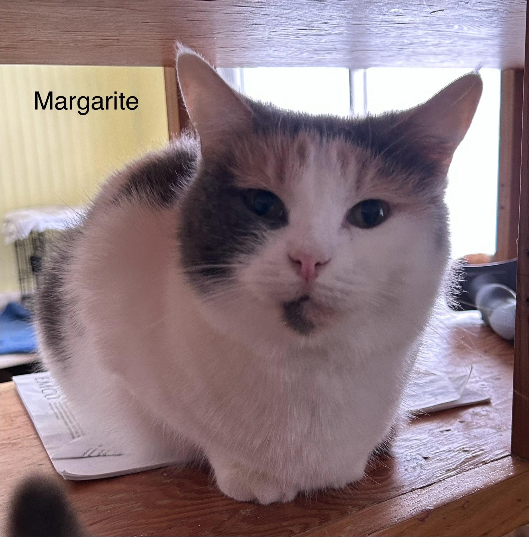 Margarite