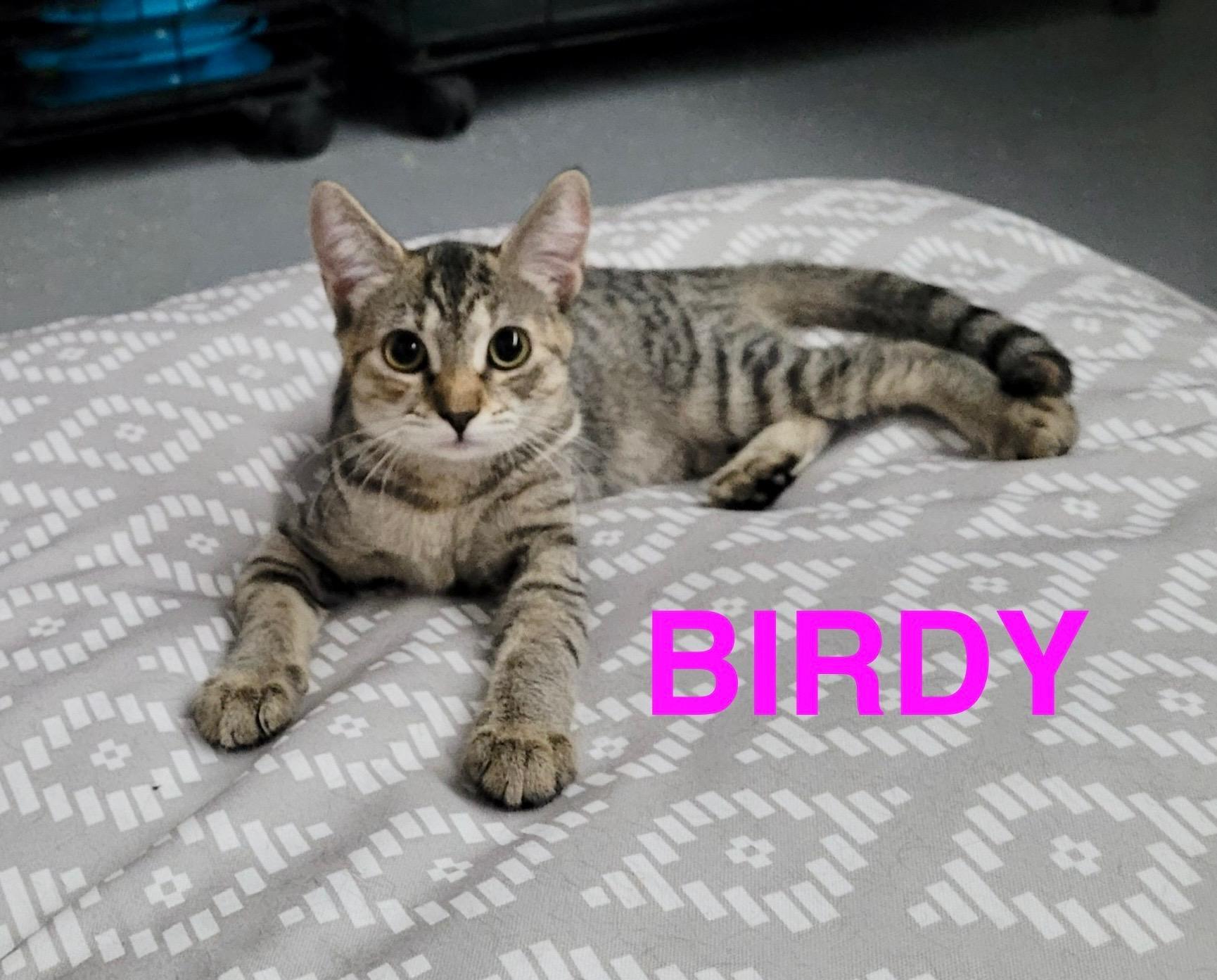 Birdy