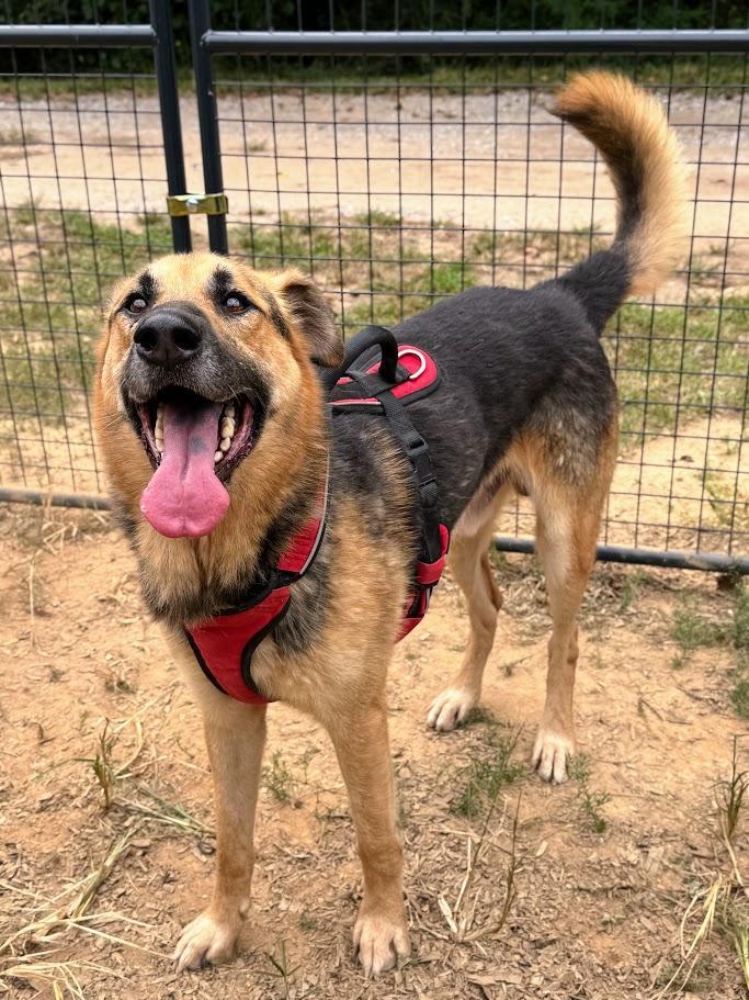 An adult large-sized male German Shepherd Dog dog named Jager for adoption in Fosters, AL