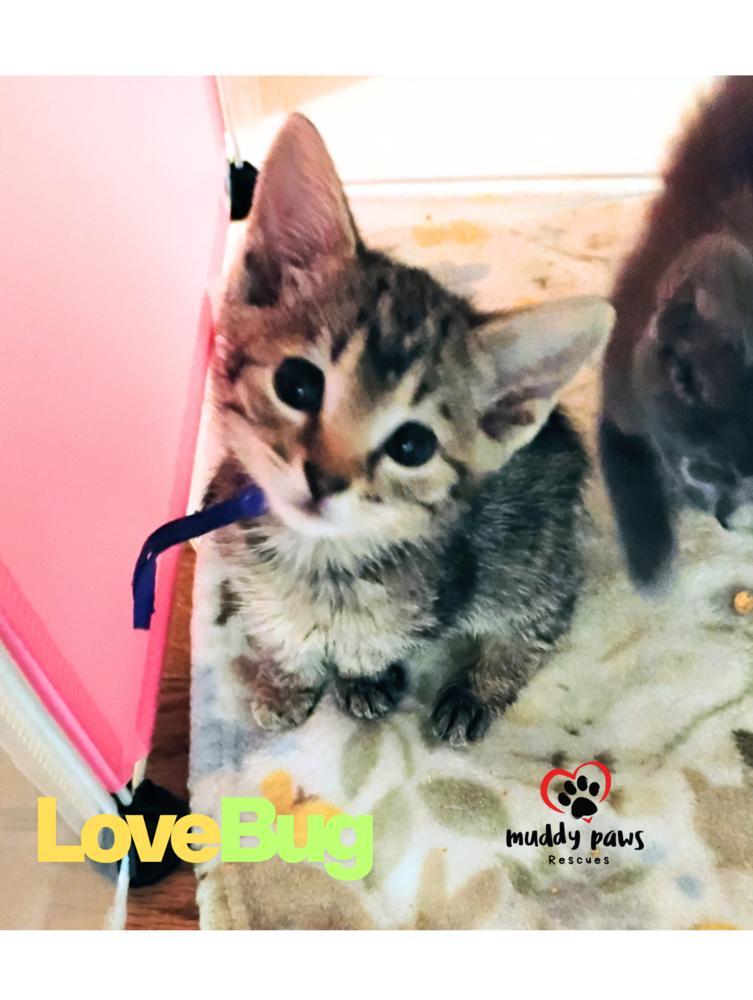 Buggies Litter: Lovebug