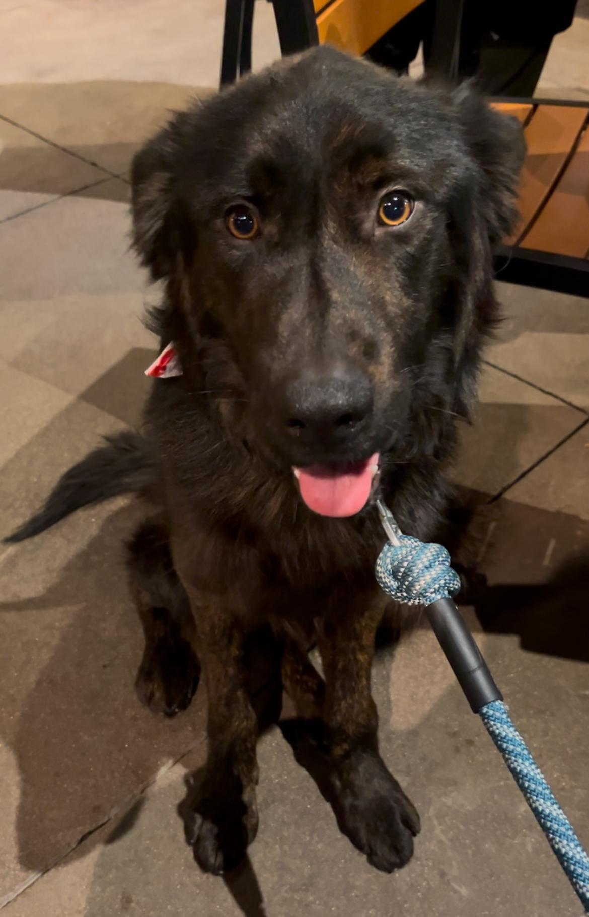 A young medium-sized male Bicolor Dutch Shepherd dog named Cowboy for adoption in Bellflower, CA