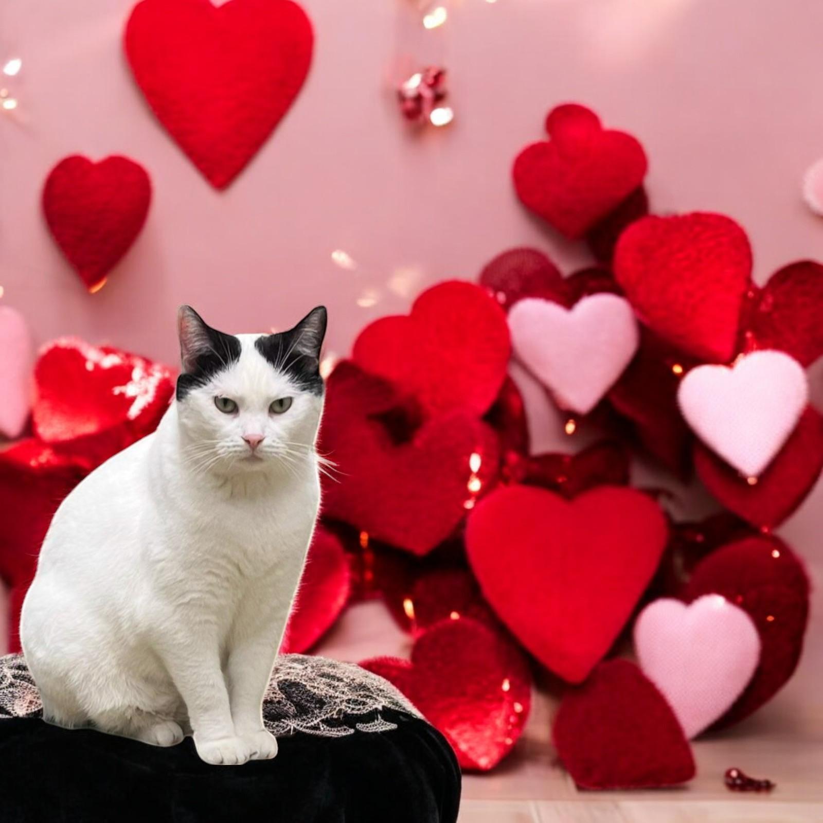 Lulu — A Confident