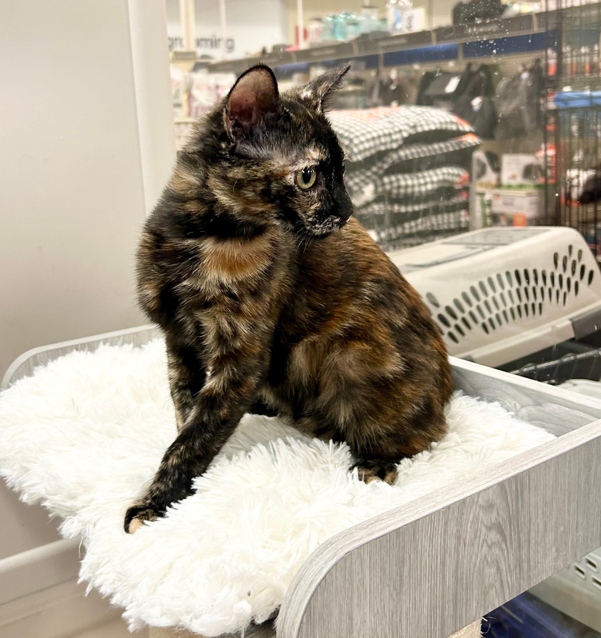 Square Dancin Dakota