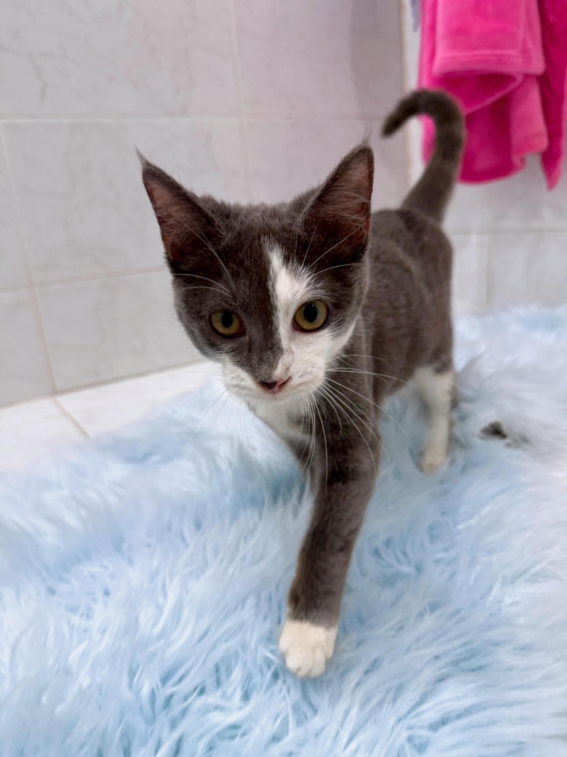 A baby large-sized female Gray / Blue / Silver Domestic Short Hair cat named Princess Peach for adoption in Miami, FL