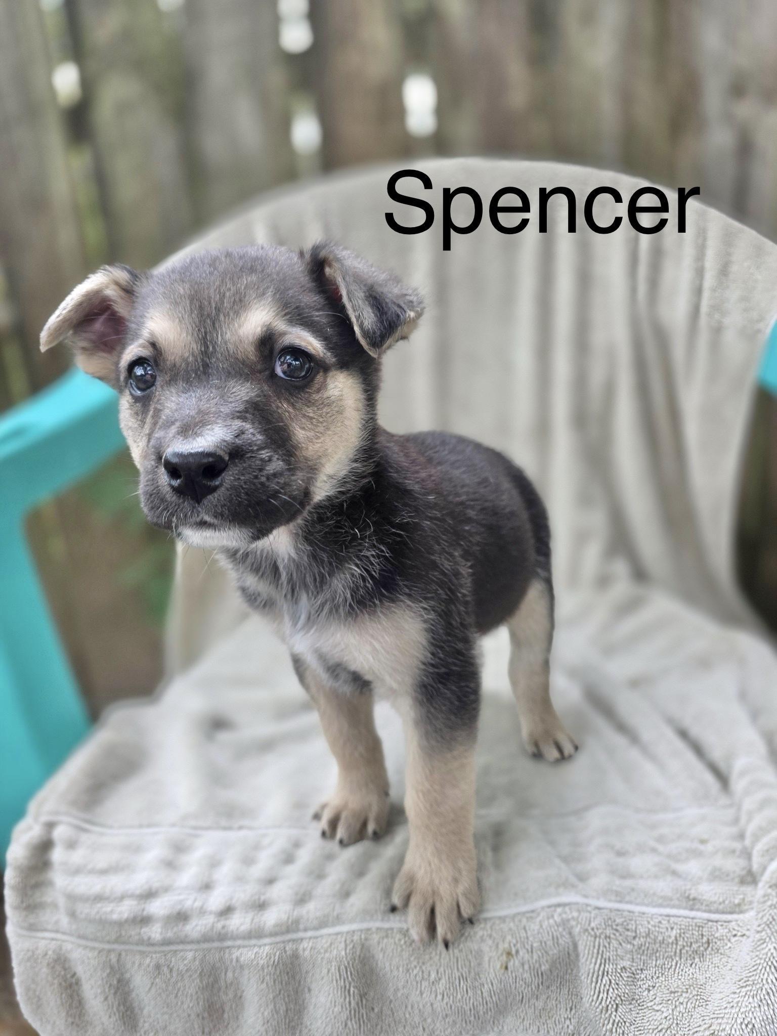 Spencer