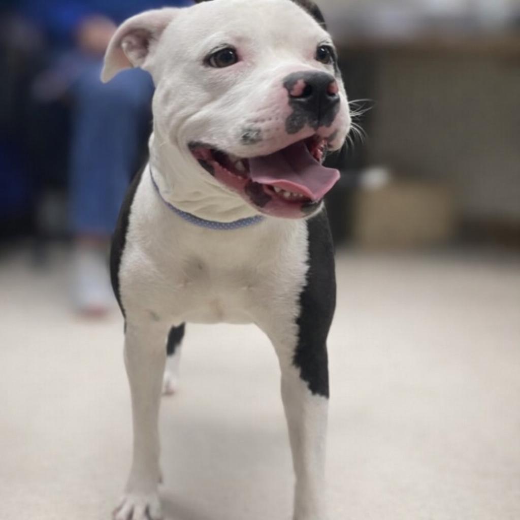 Velvet Local photo 1