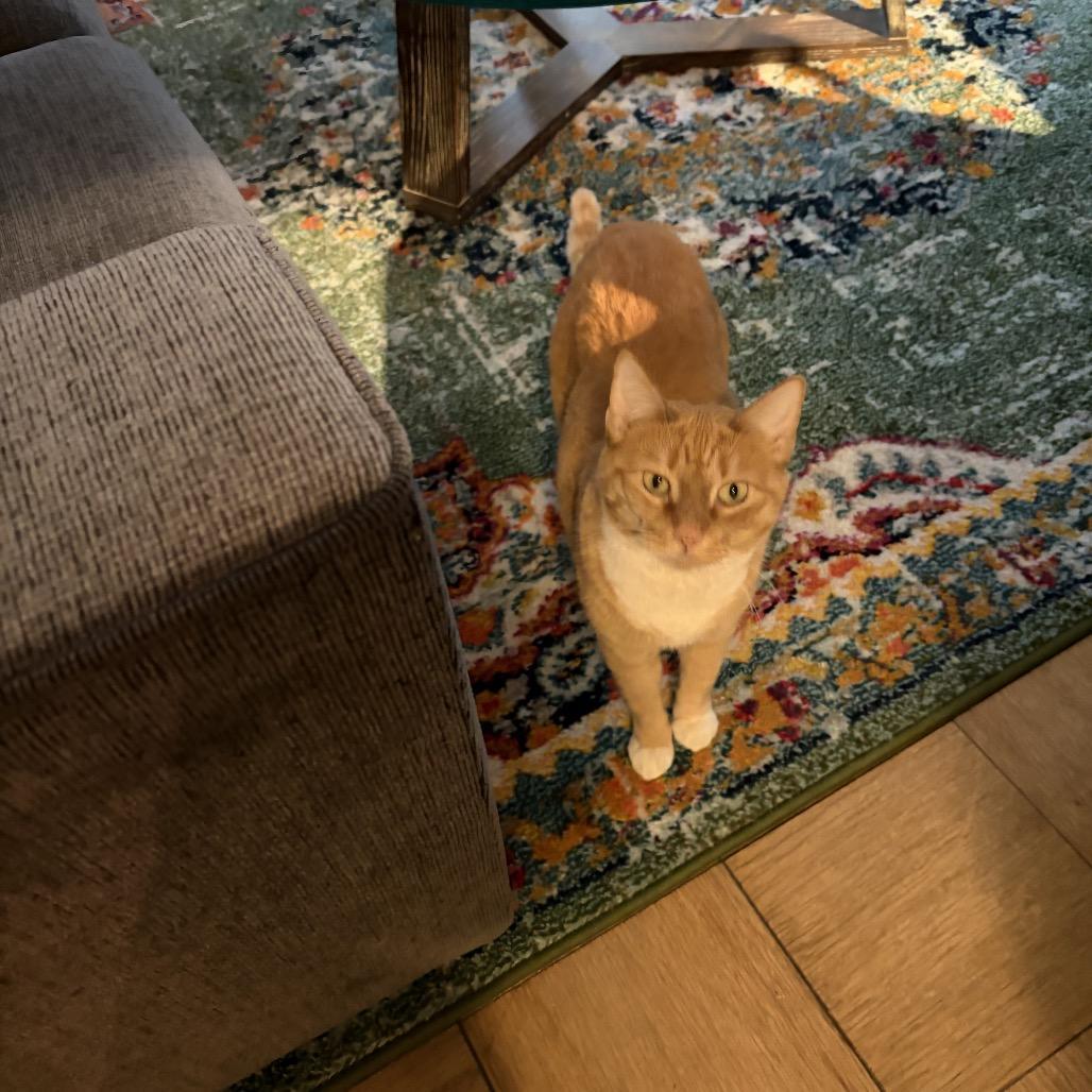 Goldie Bonded Leland