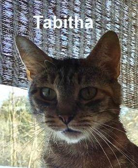 Tabitha Dowl. photo 1