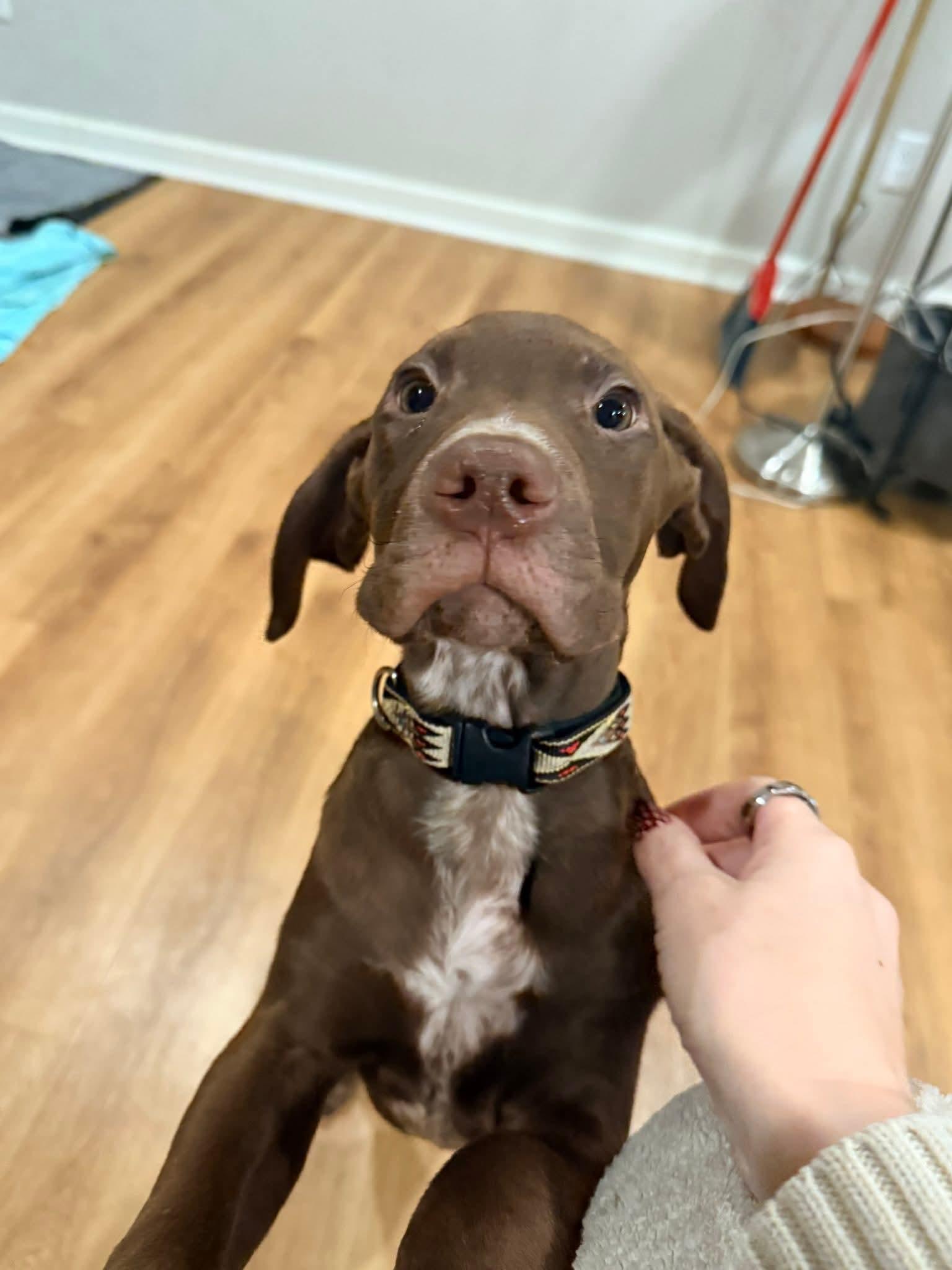 Grumpy The Houndpointer Mix