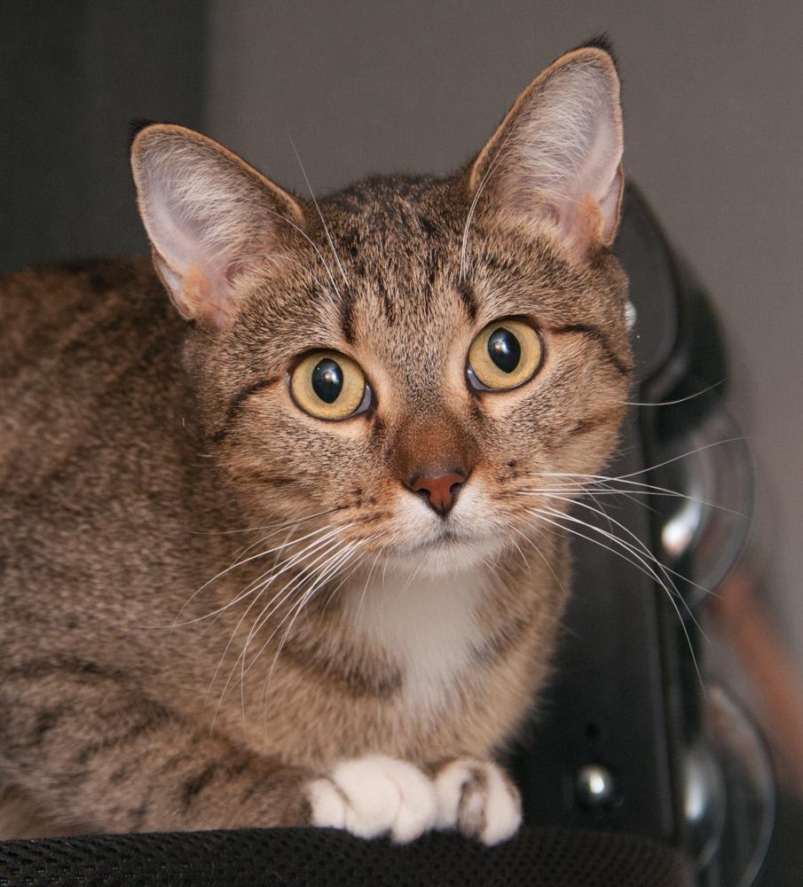 An adult medium-sized female Tabby cat named Sailor for adoption in Westminster, CO