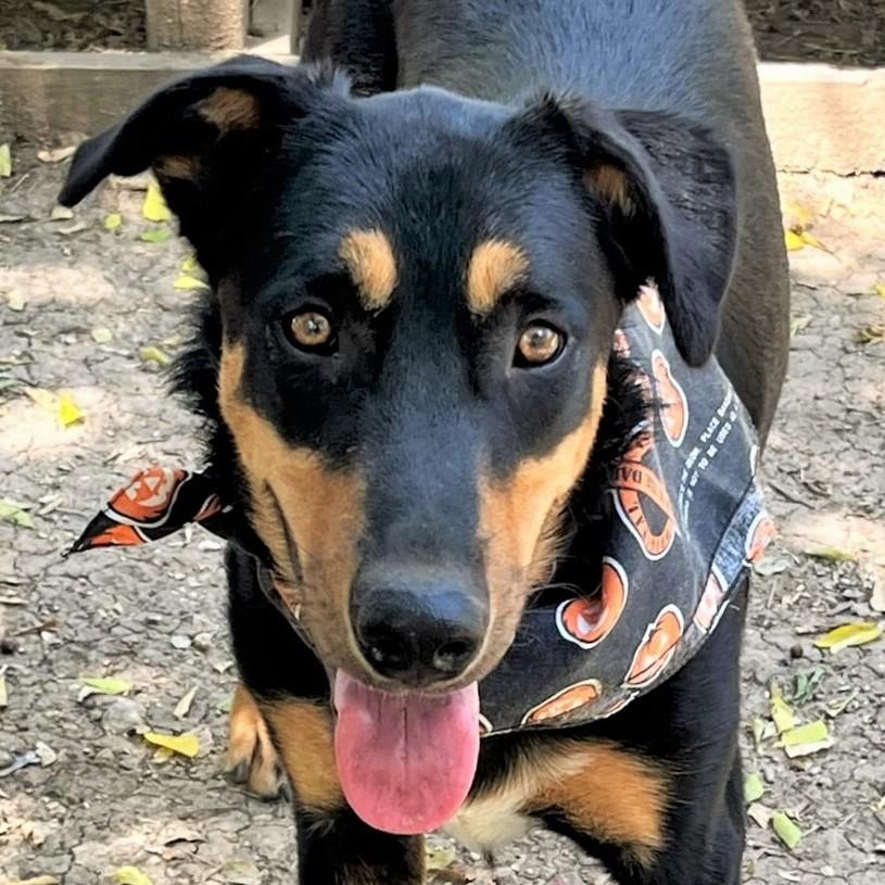 An adult large-sized male Black Shepherd dog named Scout for adoption in Godley, TX