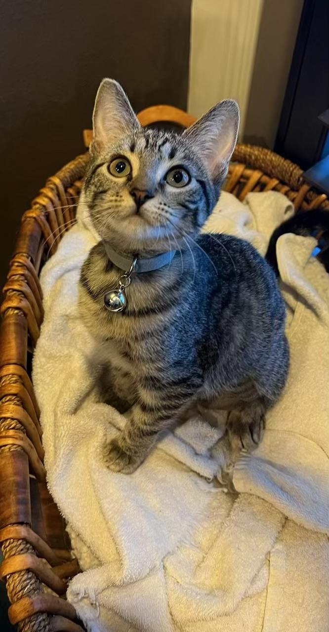 Matilda Kuykendahl Petsmart