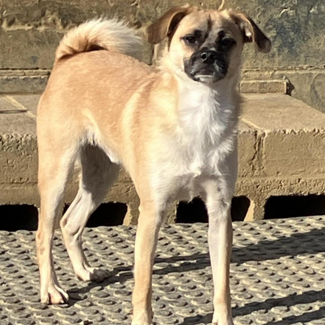 A young small-sized male White / Cream Pug dog named Copa for adoption in Chuckey, TN