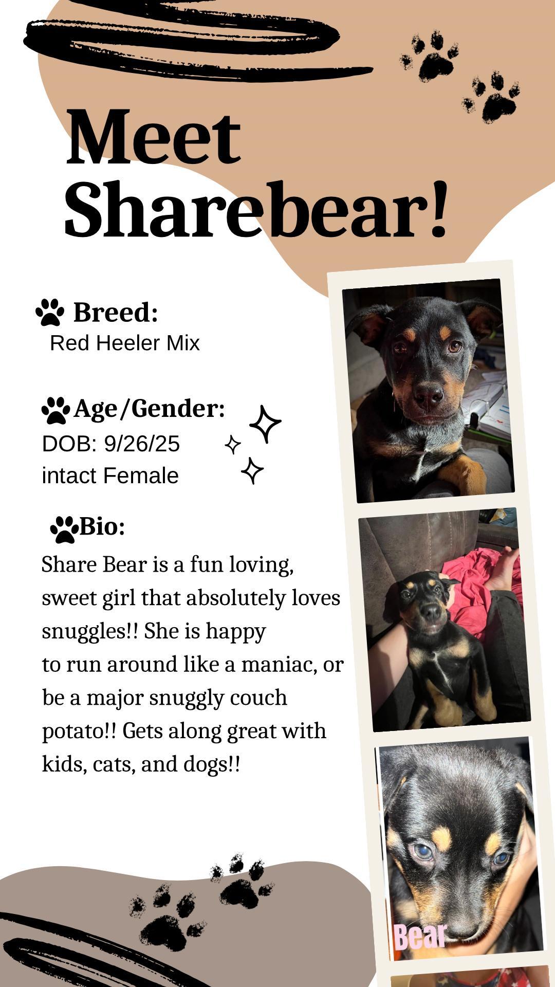 Sharebear