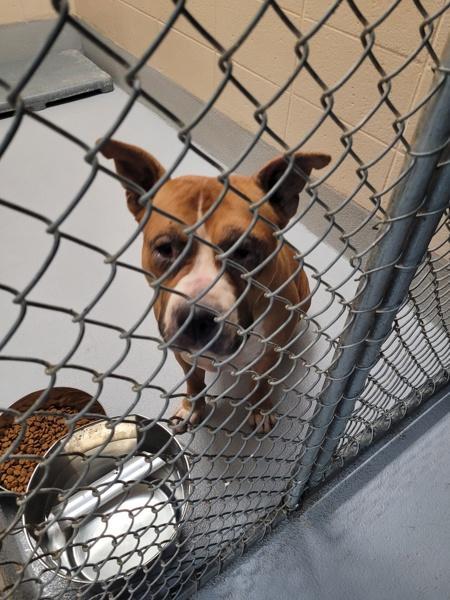 A senior extra large-sized female American Staffordshire Terrier dog named Dh C Dolly for adoption in Lawrenceville, GA