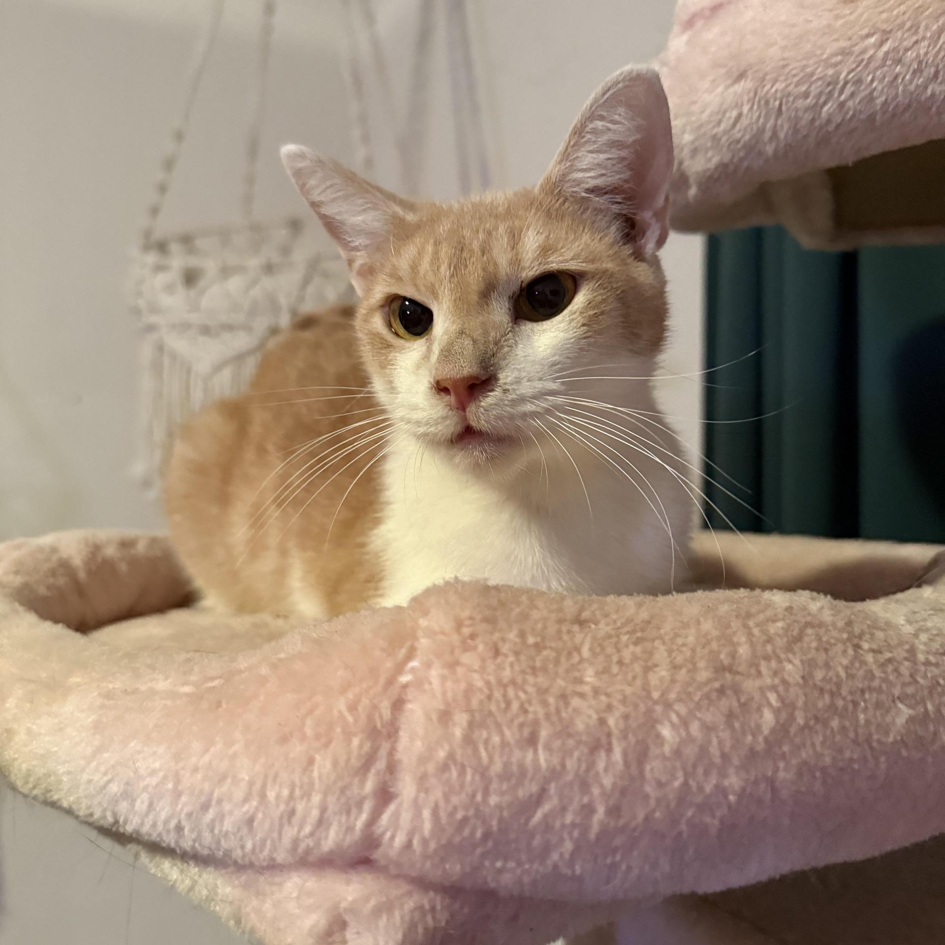 A young medium-sized male Orange & White Domestic Short Hair cat named Dunkin for adoption in Miami, FL