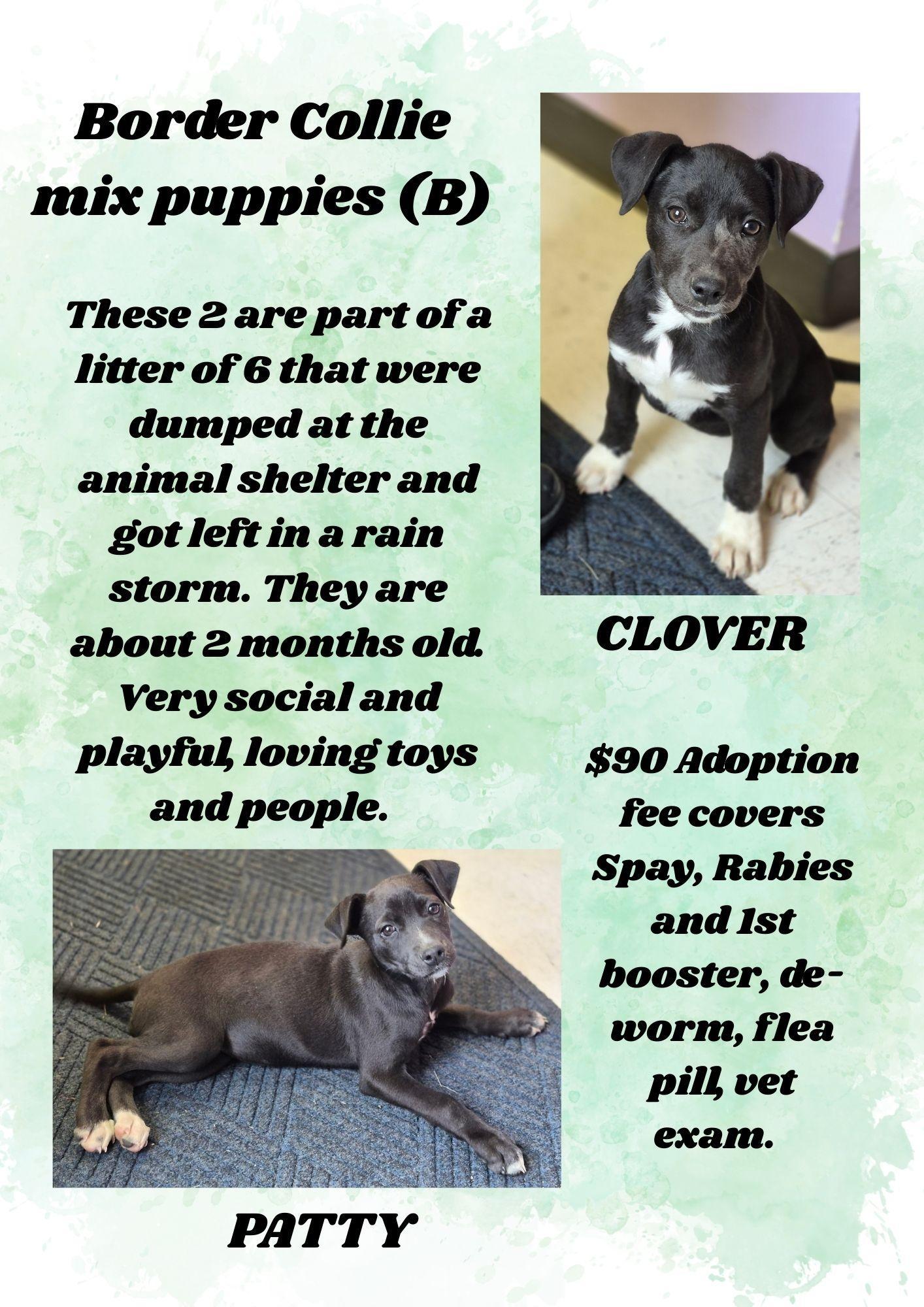 Border Collie Mix Litter