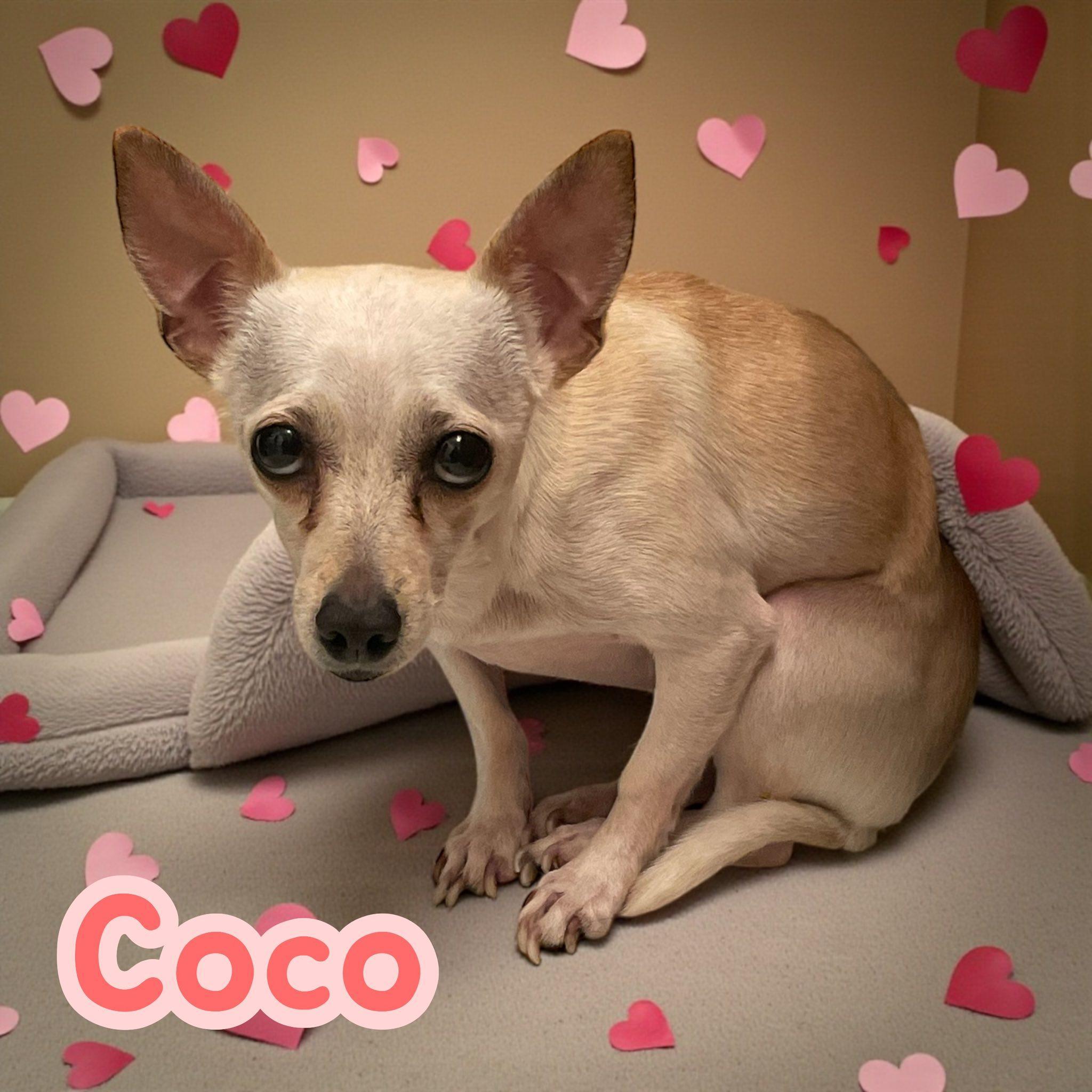 Coco Nj
