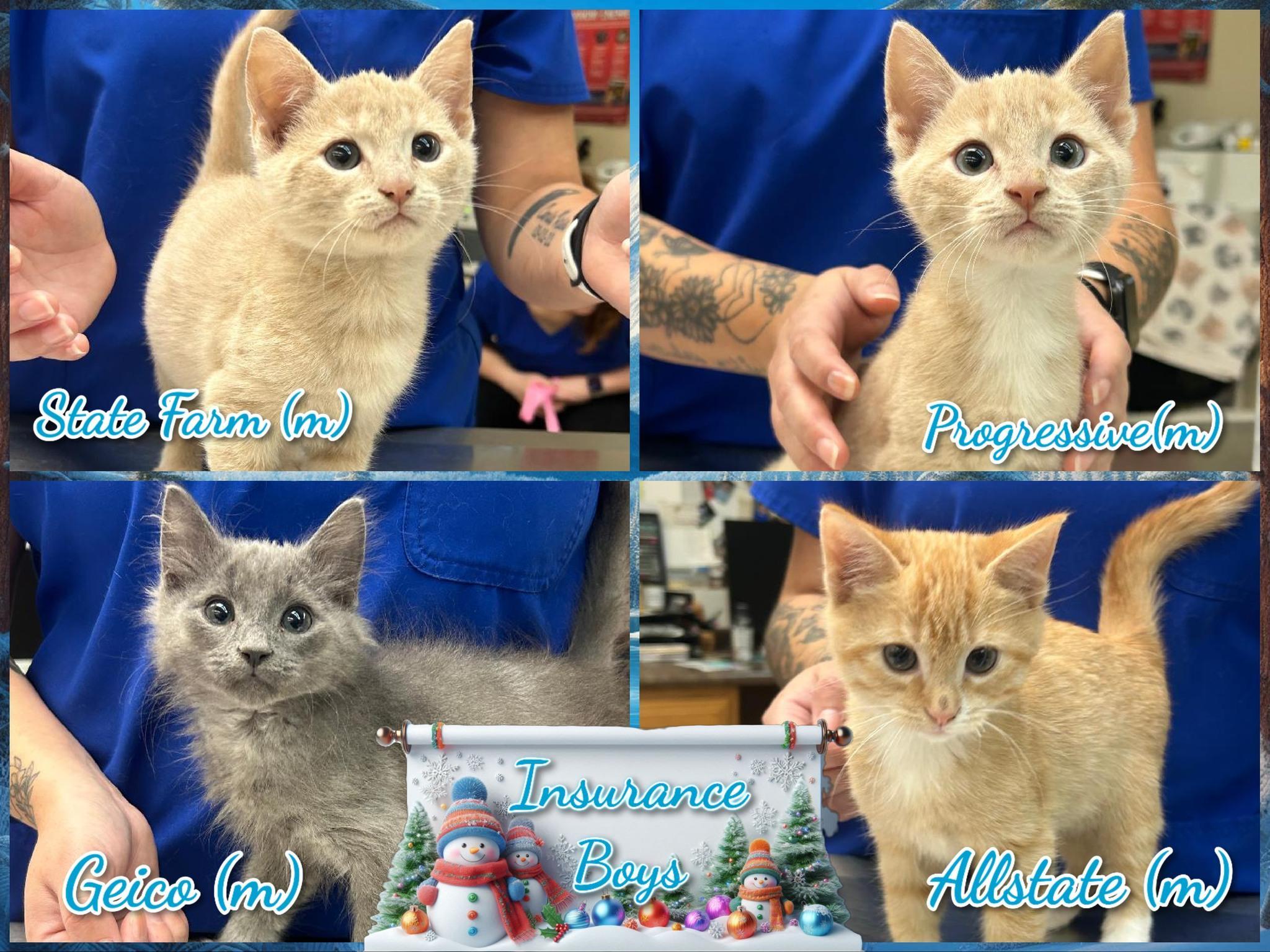 🐾❤insurance Boys❤🐾