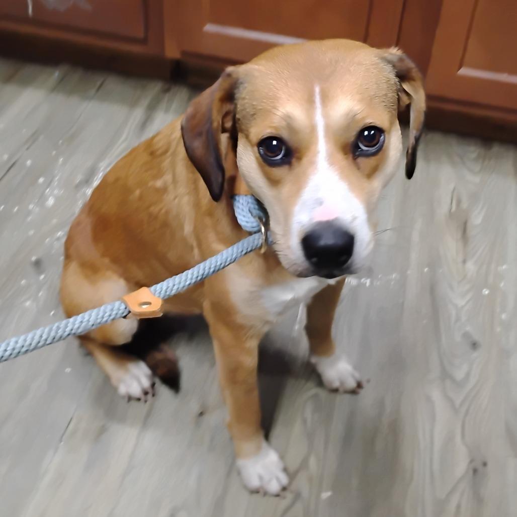A young medium-sized female Yellow / Tan / Blond / Fawn Mixed Breed dog named Whisper for adoption in Summerville, SC
