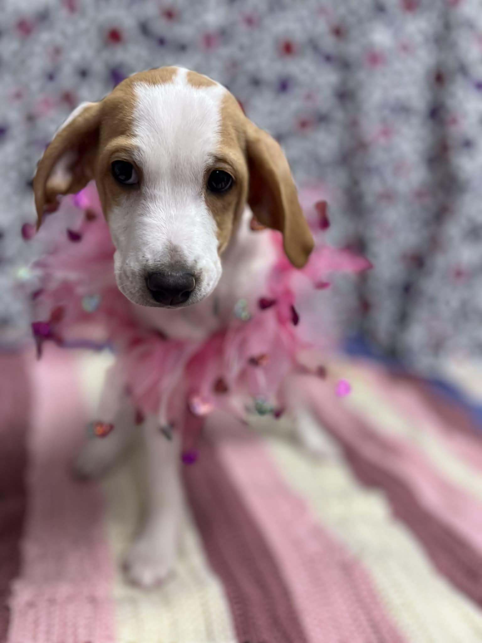 Dottie The Basset Puppy
