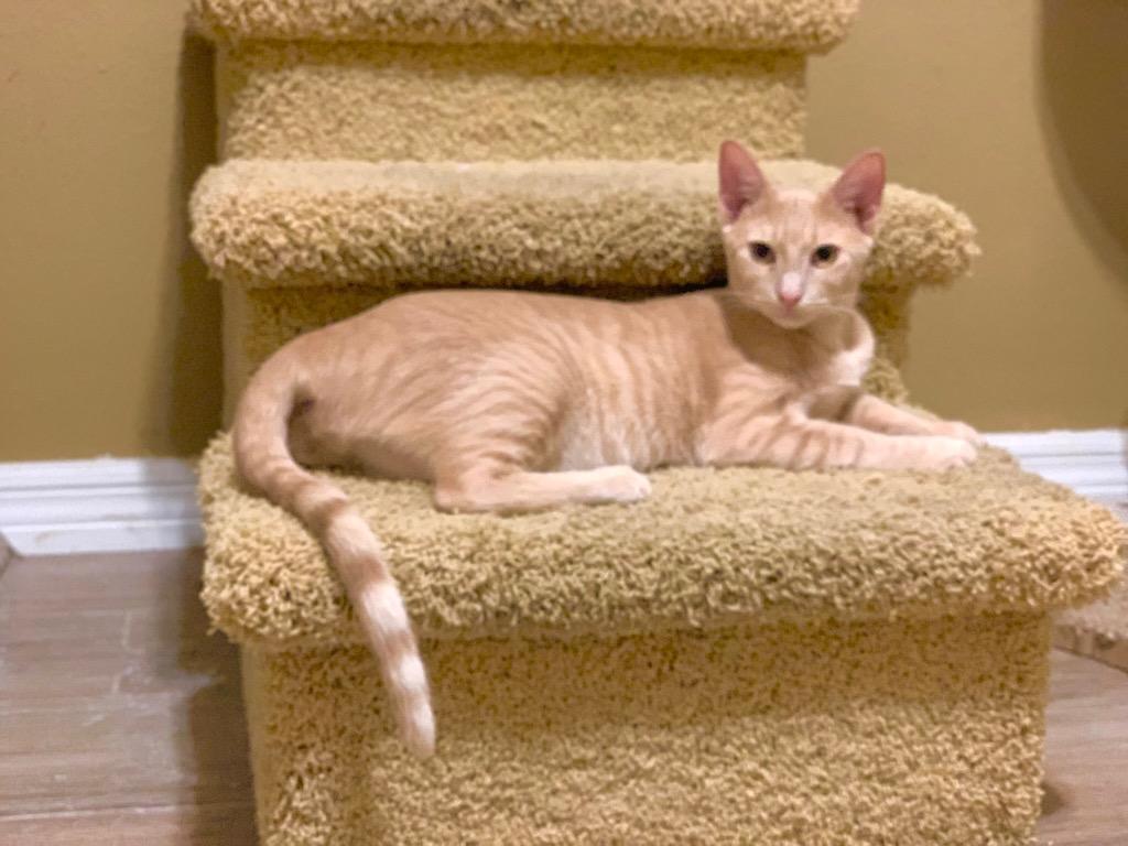 Rum Raisin Aka Angus