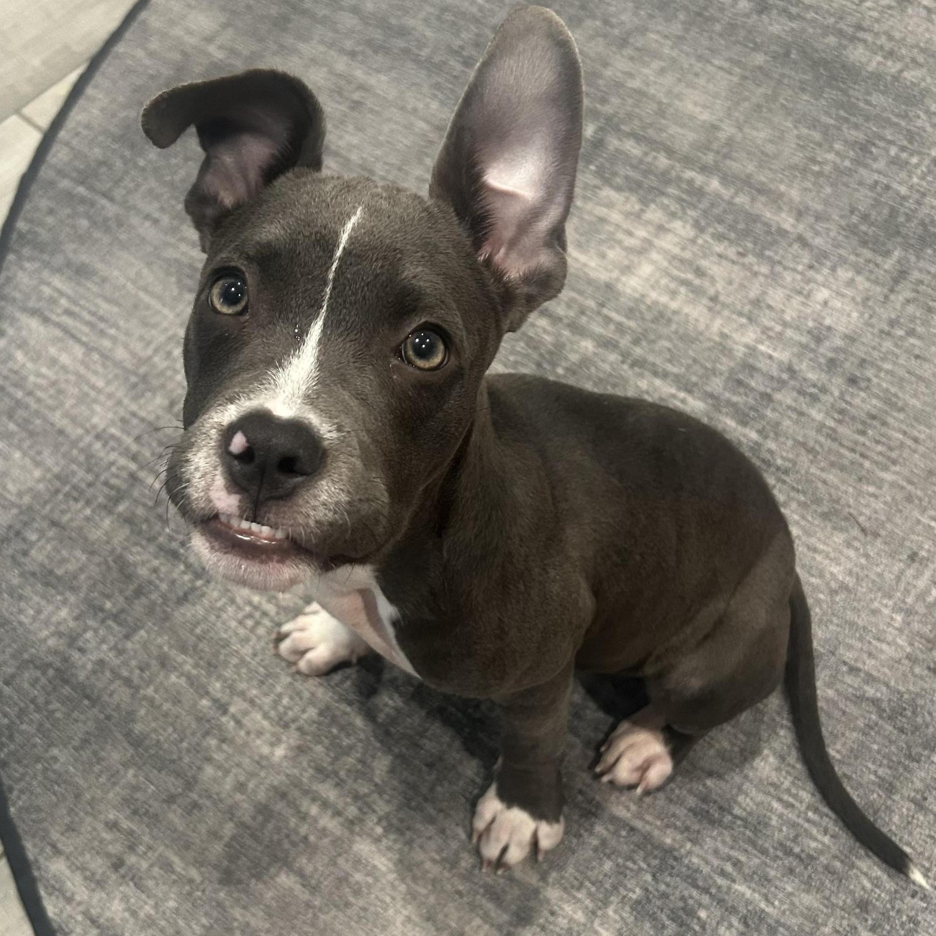 A young medium-sized female Gray / Blue / Silver Pit Bull Terrier dog named Kali for adoption in Spring, TX