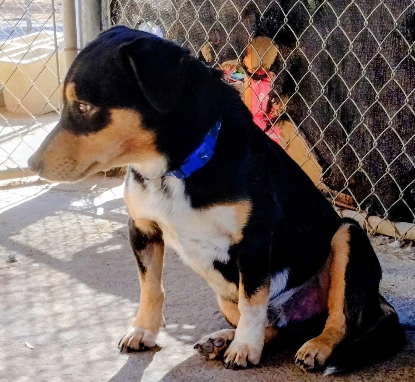 A young small-sized male Beagle dog named Bart for adoption in Apple Valley, CA