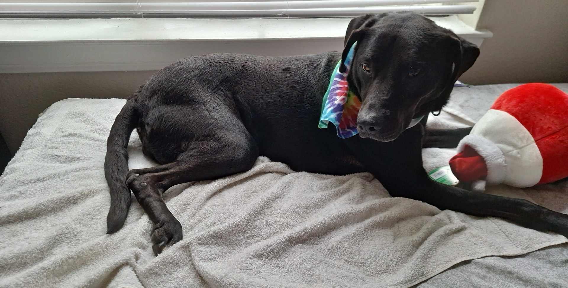 A senior medium-sized female Black Labrador Retriever dog named Cabela for adoption in Kempner, TX