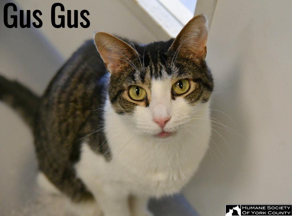 Gus Gus photo 1
