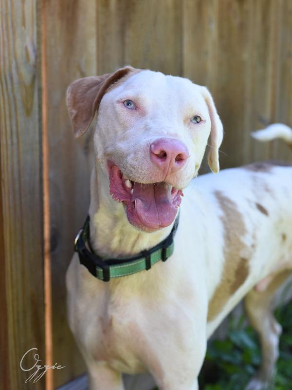 An adult large-sized male White / Cream Catahoula Leopard Dog dog named Ozzie for adoption in Humble, TX