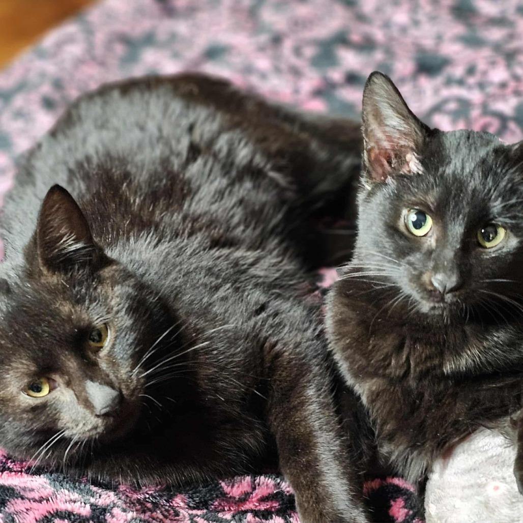 A young medium-sized female Black Domestic Short Hair cat named Binx for adoption in Rochester, MN