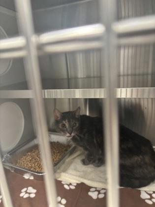 An adult medium-sized male Domestic Short Hair cat named Tank for adoption in Atlanta, GA