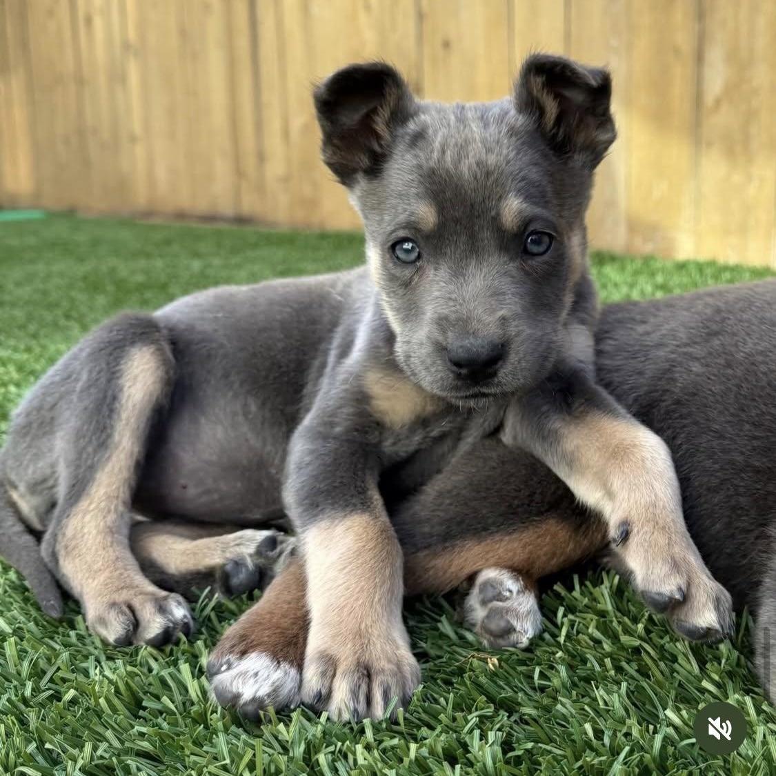 Riley~ Calm And Gorgeous