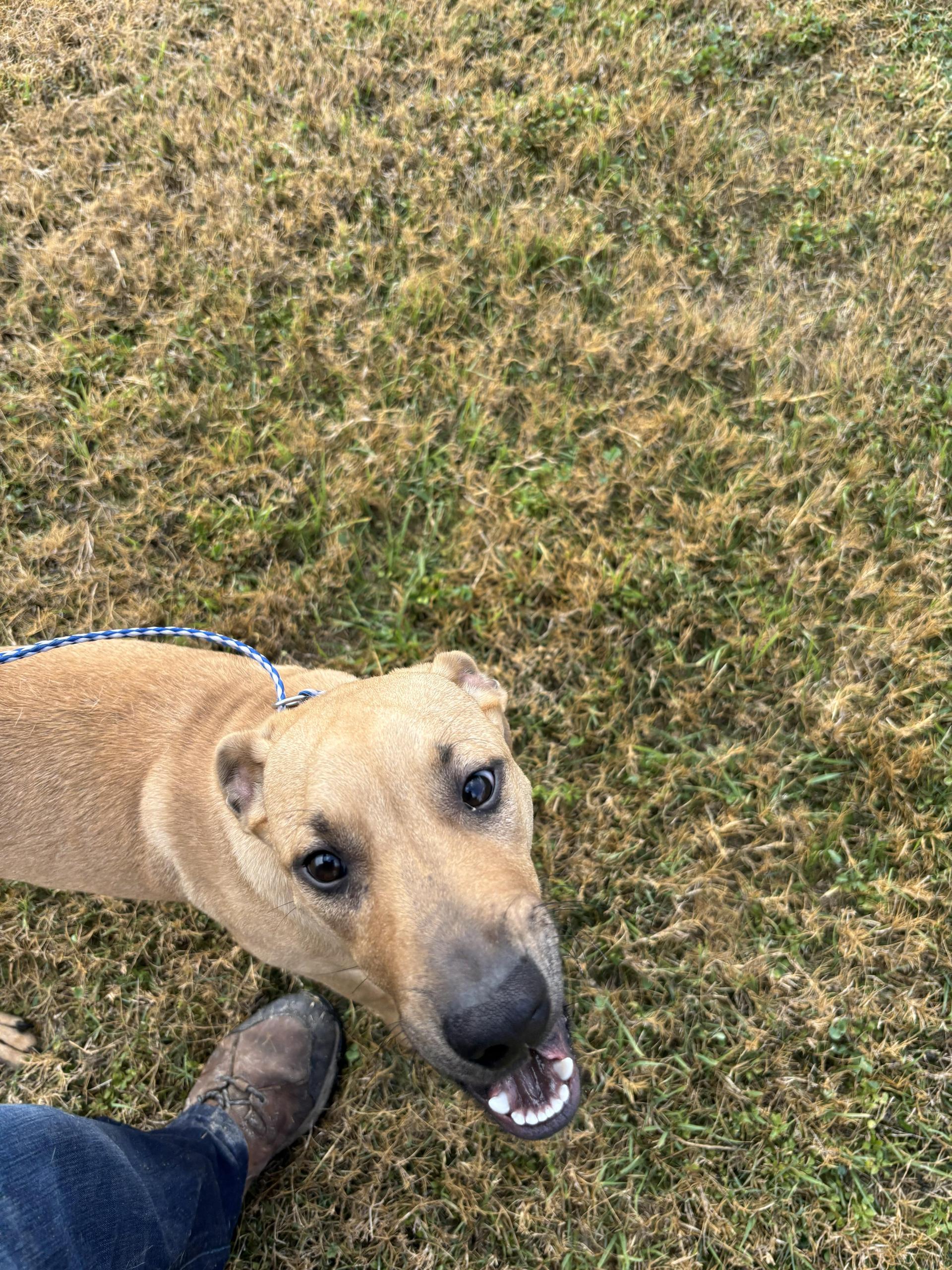 A young medium-sized female Black Mouth Cur dog named Blizzy On Hold for adoption in Edna, TX