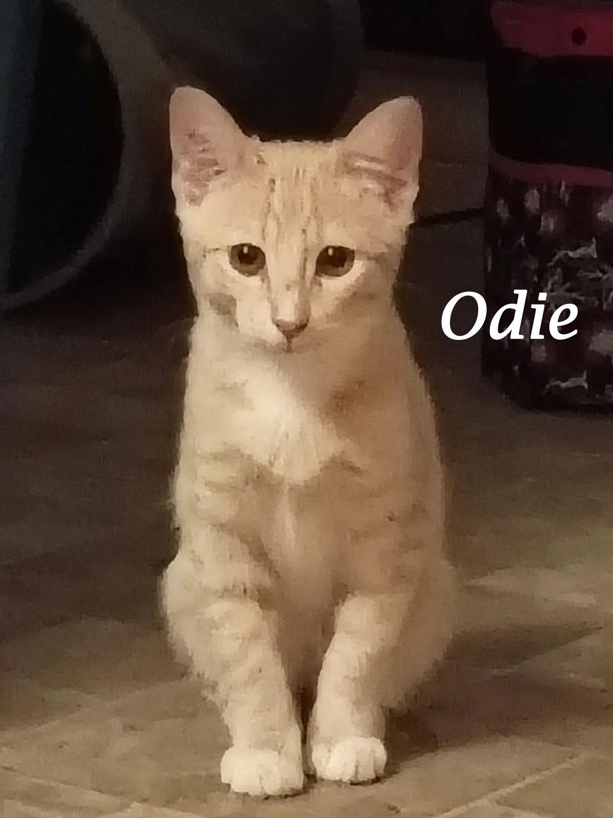Odie
