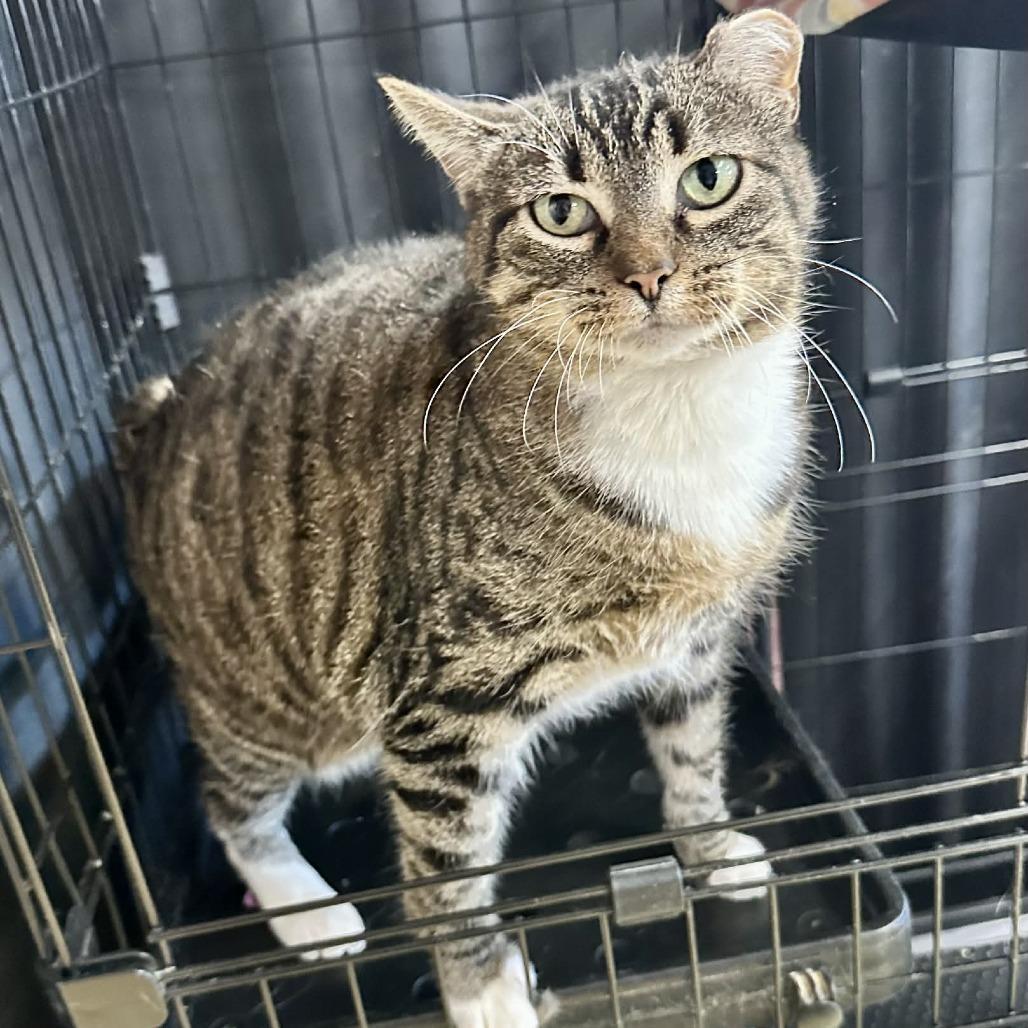 Roseanna Roseannadanna