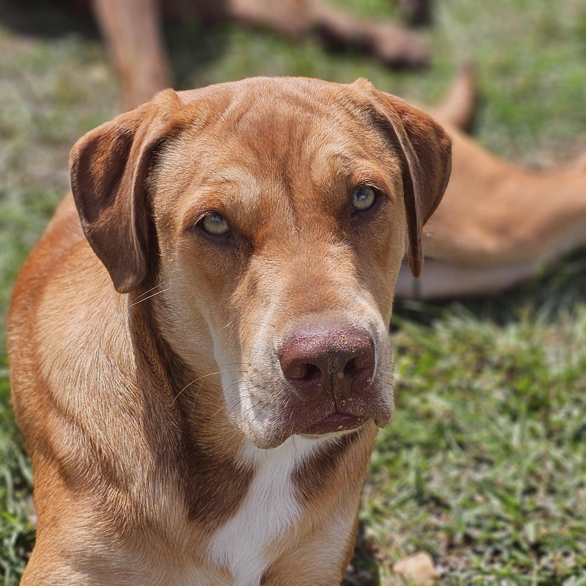 An adult large-sized female Golden Labrador Retriever dog named Mokie for adoption in Sheridan, AR