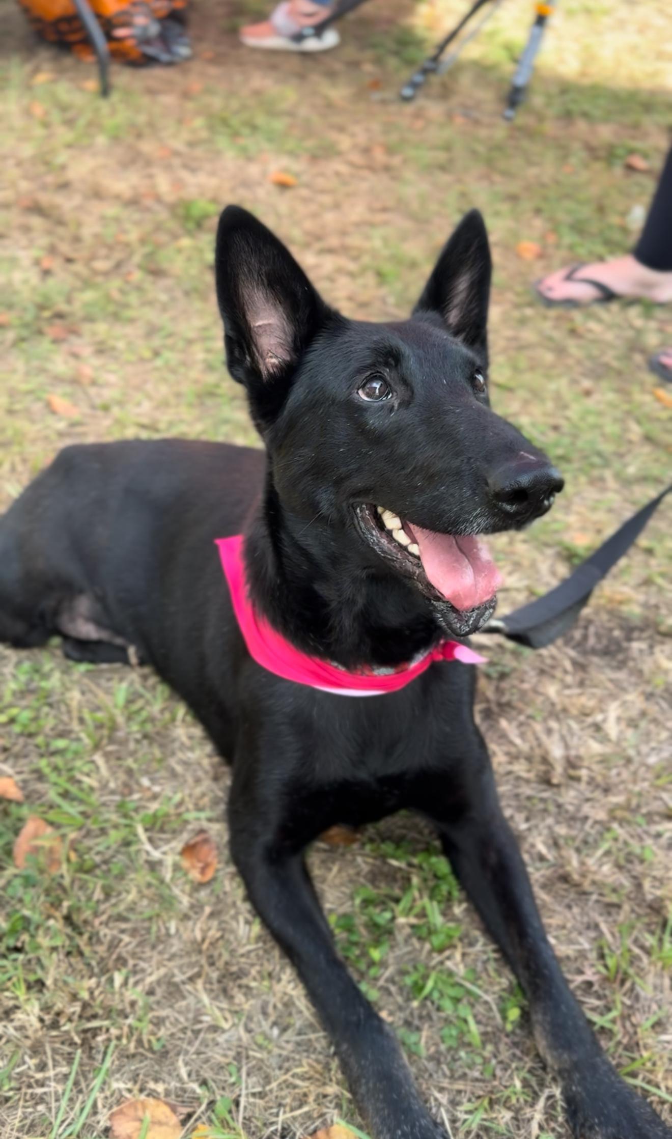An adult medium-sized female Black German Shepherd Dog dog named Raven A Blazin' for adoption in Houston, TX